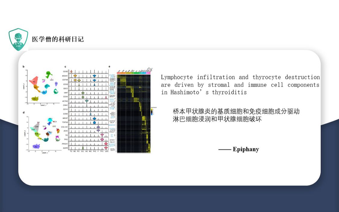 桥本甲状腺炎的基质细胞和免疫细胞成分驱动淋巴细胞浸润和甲状腺细胞破坏哔哩哔哩bilibili