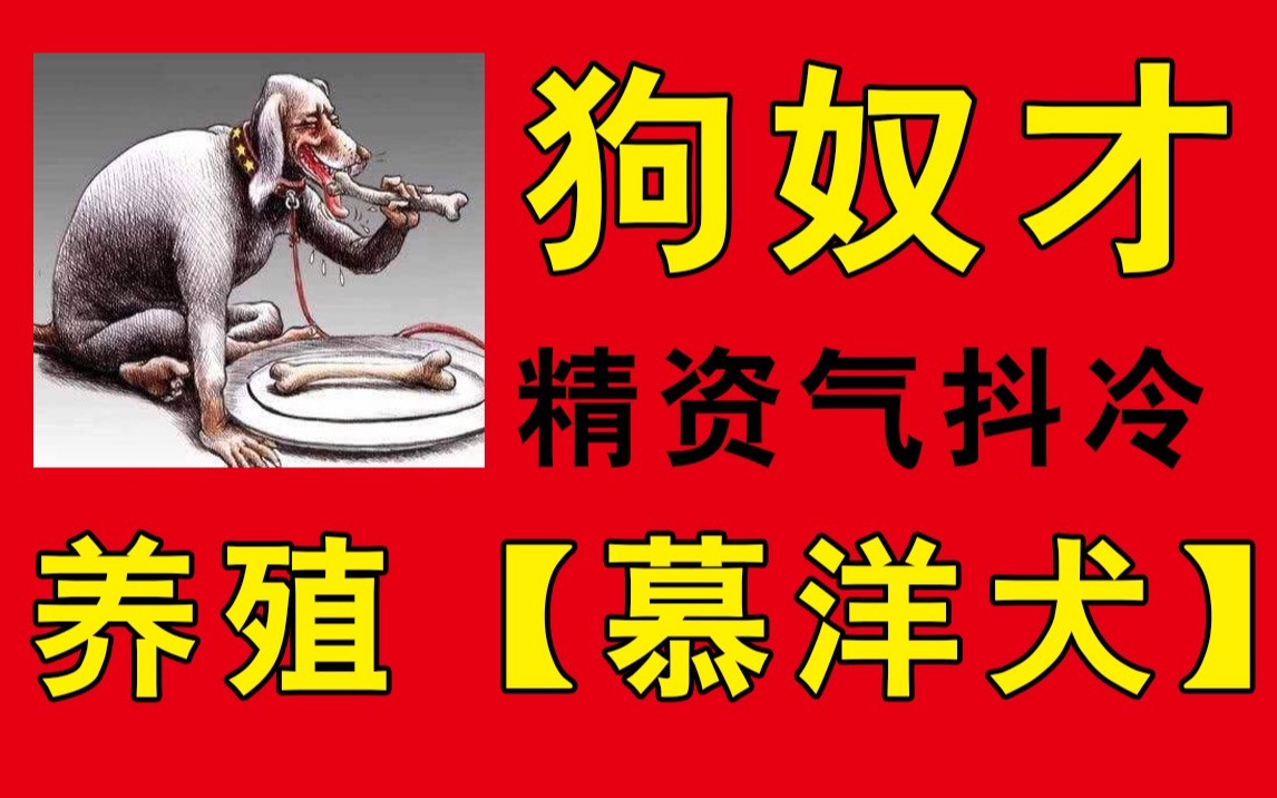 精资狂暴要咬我走进慕洋犬养殖厂