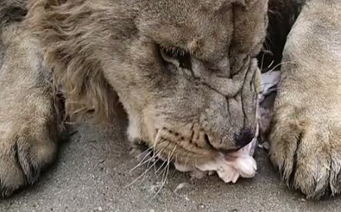 4岁狮子咬死6岁东北虎图片