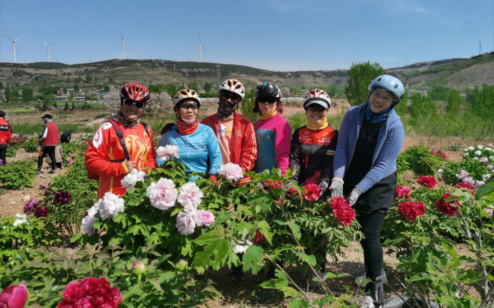 [图]文王峪赏杜丹，西集绿道观芝樱