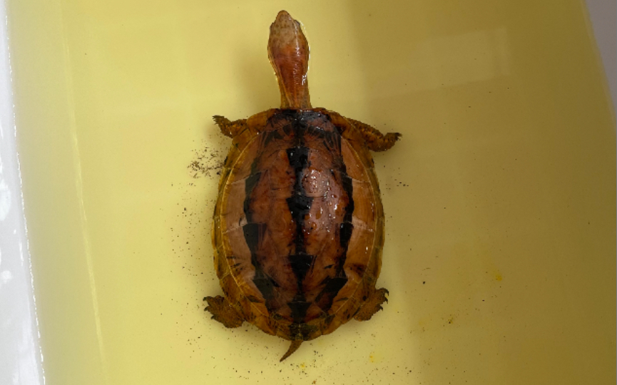 开箱黄额闭壳龟,黄缘黄额虽然一字之差,区别却很大,最后祝大家五一节