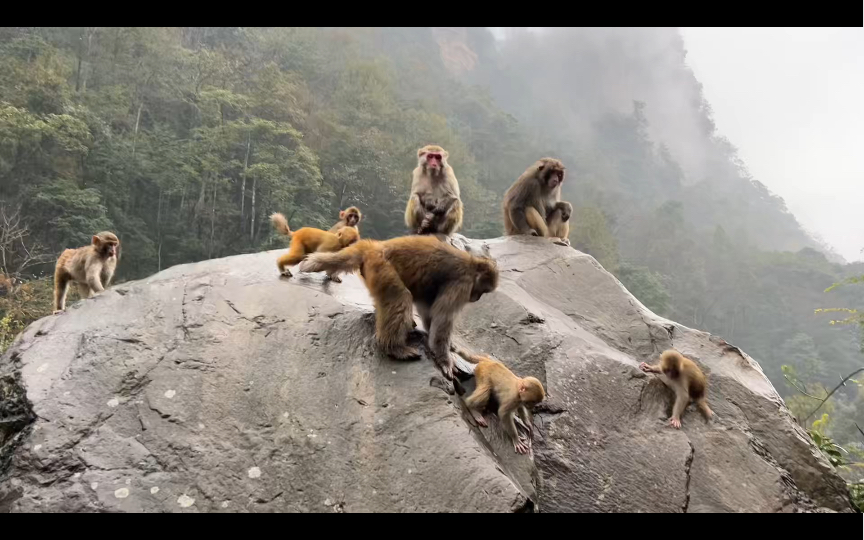 一群萌小猴子的图片图片