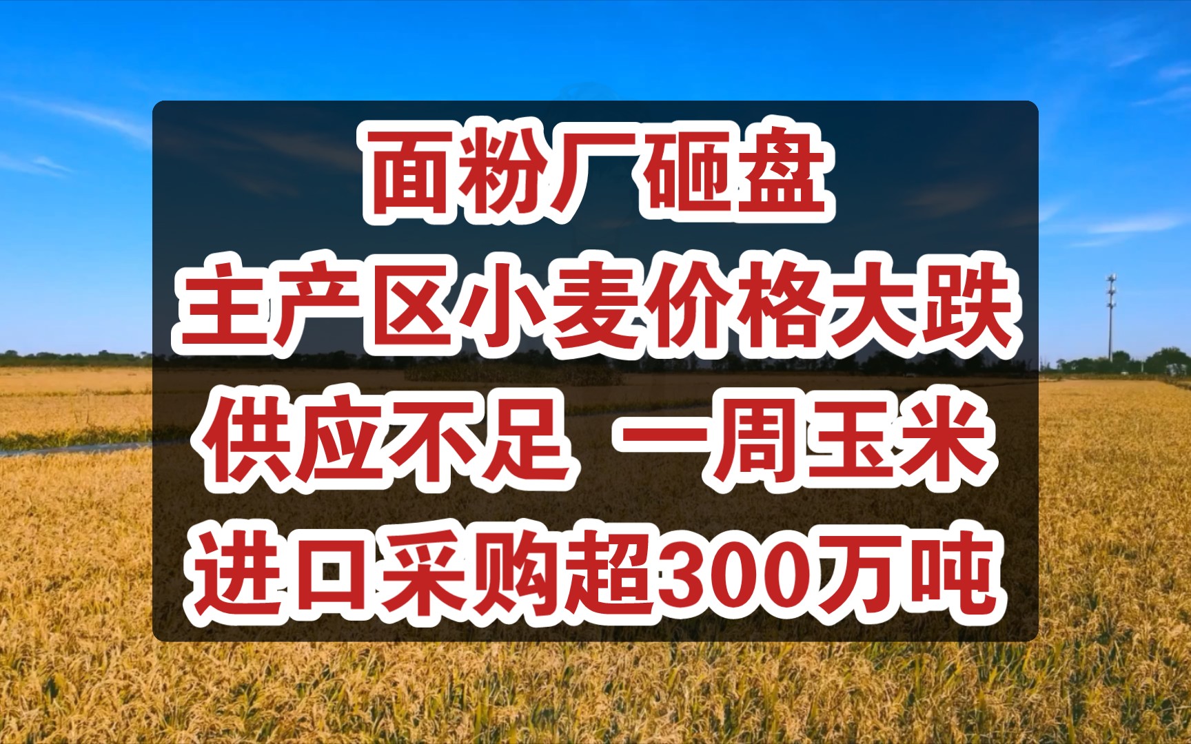 供应充足上周面粉厂砸盘大幅下调小麦收购价格 玉米采购超300万吨哔哩哔哩bilibili