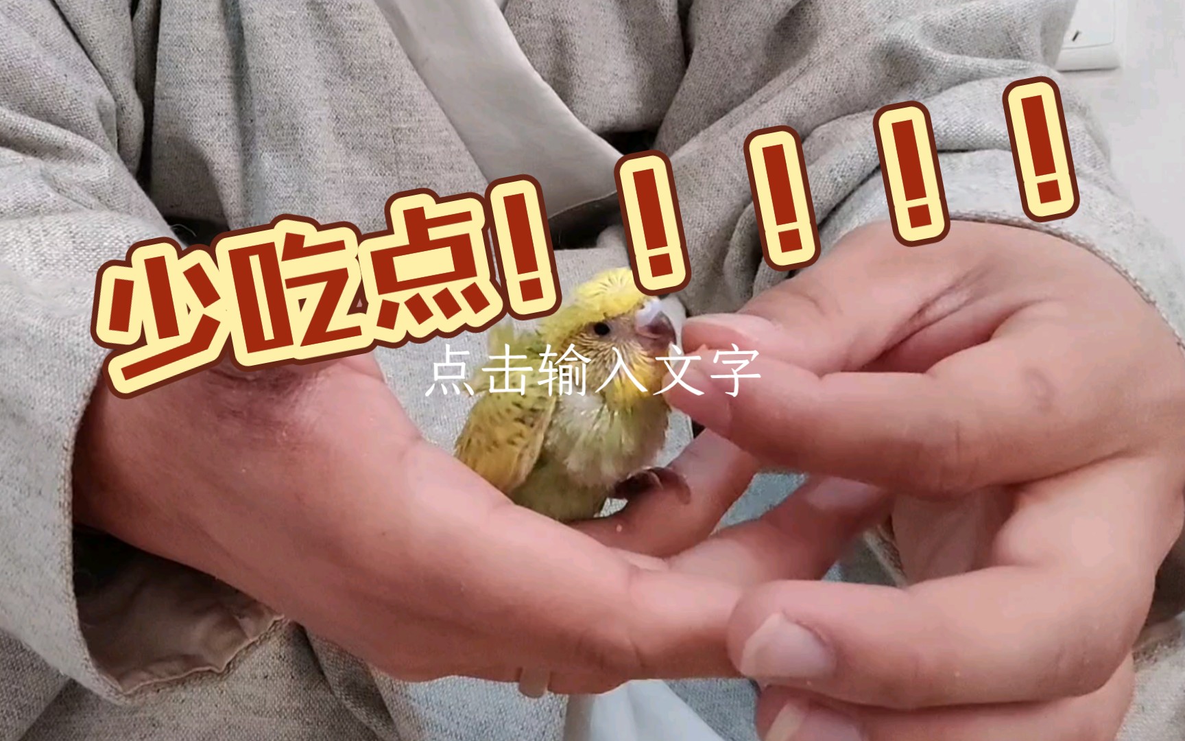 這麼好看的羽衣鸚鵡竟然是乾飯王?