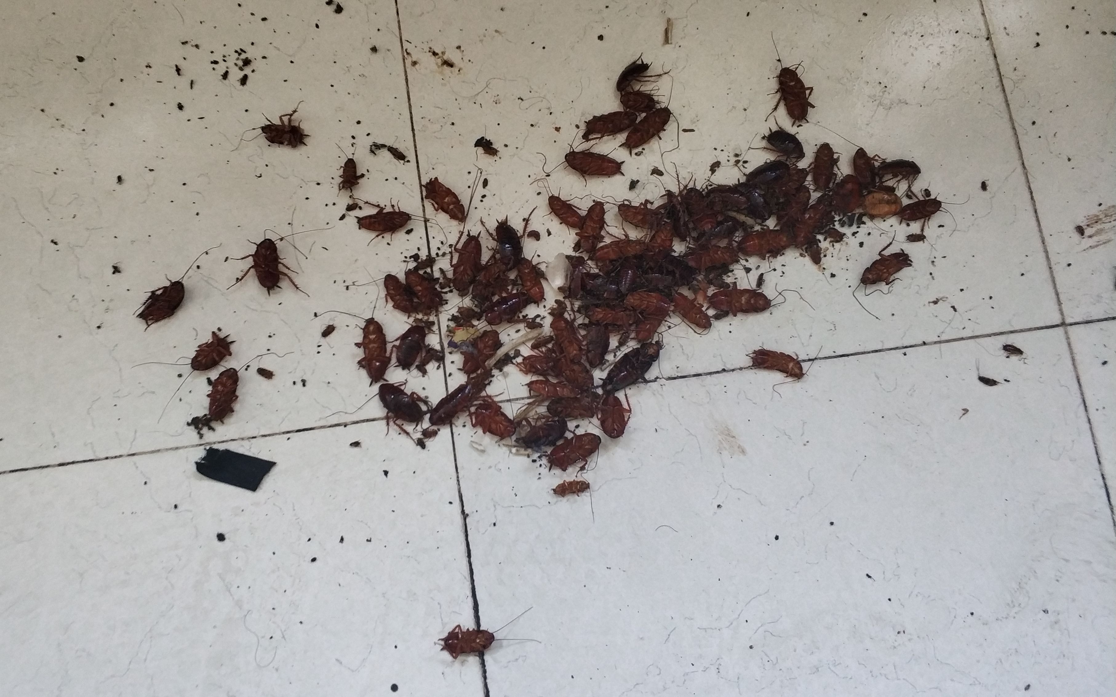 南方城市厨房中的蟑螂集团军