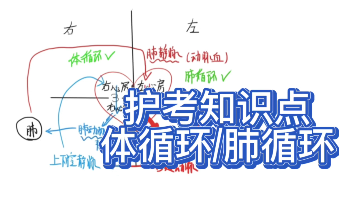 一分钟看懂护考知识点肺循环和体循环哔哩哔哩bilibili