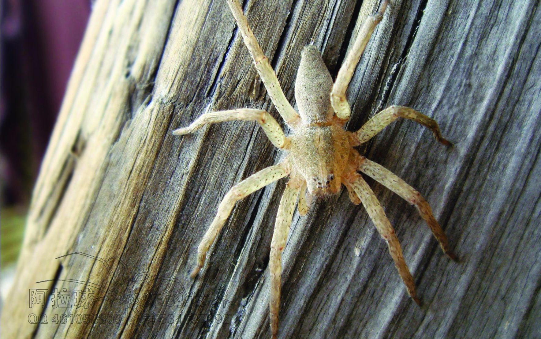 狡蛛捕食蟋蟀_哔哩哔哩_bilibili