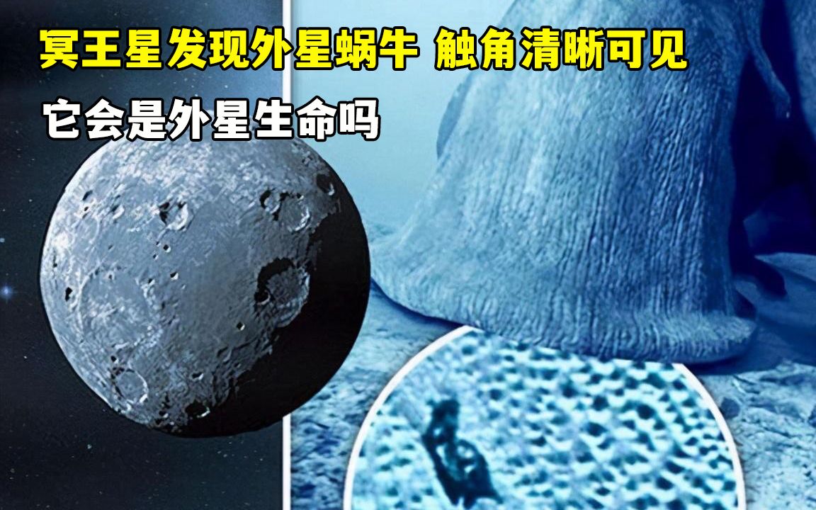 冥王星发现外星蜗牛 触角清晰可见 它会是外星生命吗哔哩哔哩bilibili