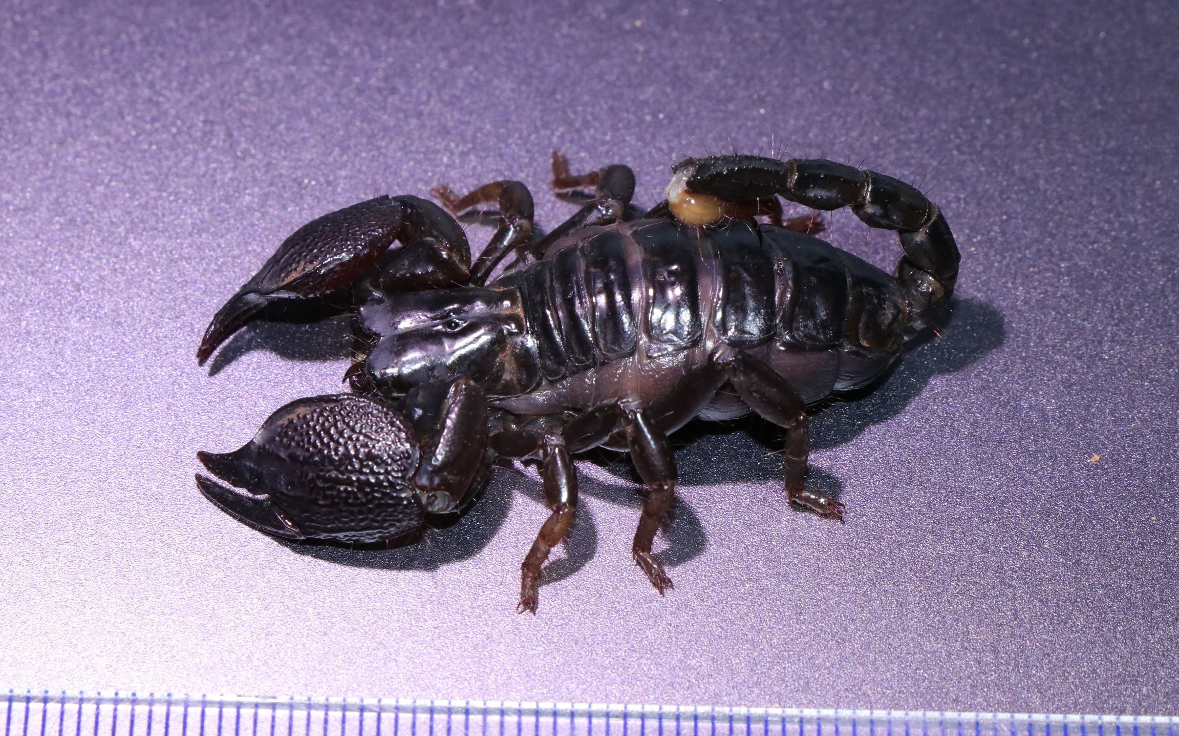 蝎子逗一逗小傻瓜耶鲁斯里兰卡异距蝎srilankametrusyaleensis