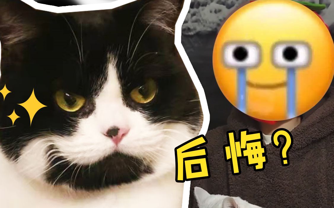 想养奶牛猫?up主亲身经历劝你三思!哔哩哔哩bilibili