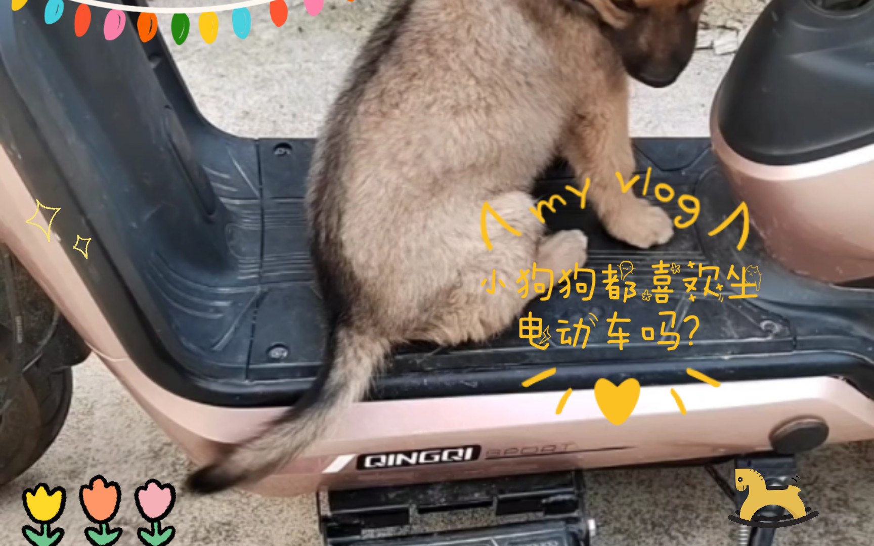 小狗狗都喜欢坐电动车吗?