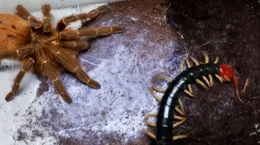 橙巴布捕食少棘蜈蚣