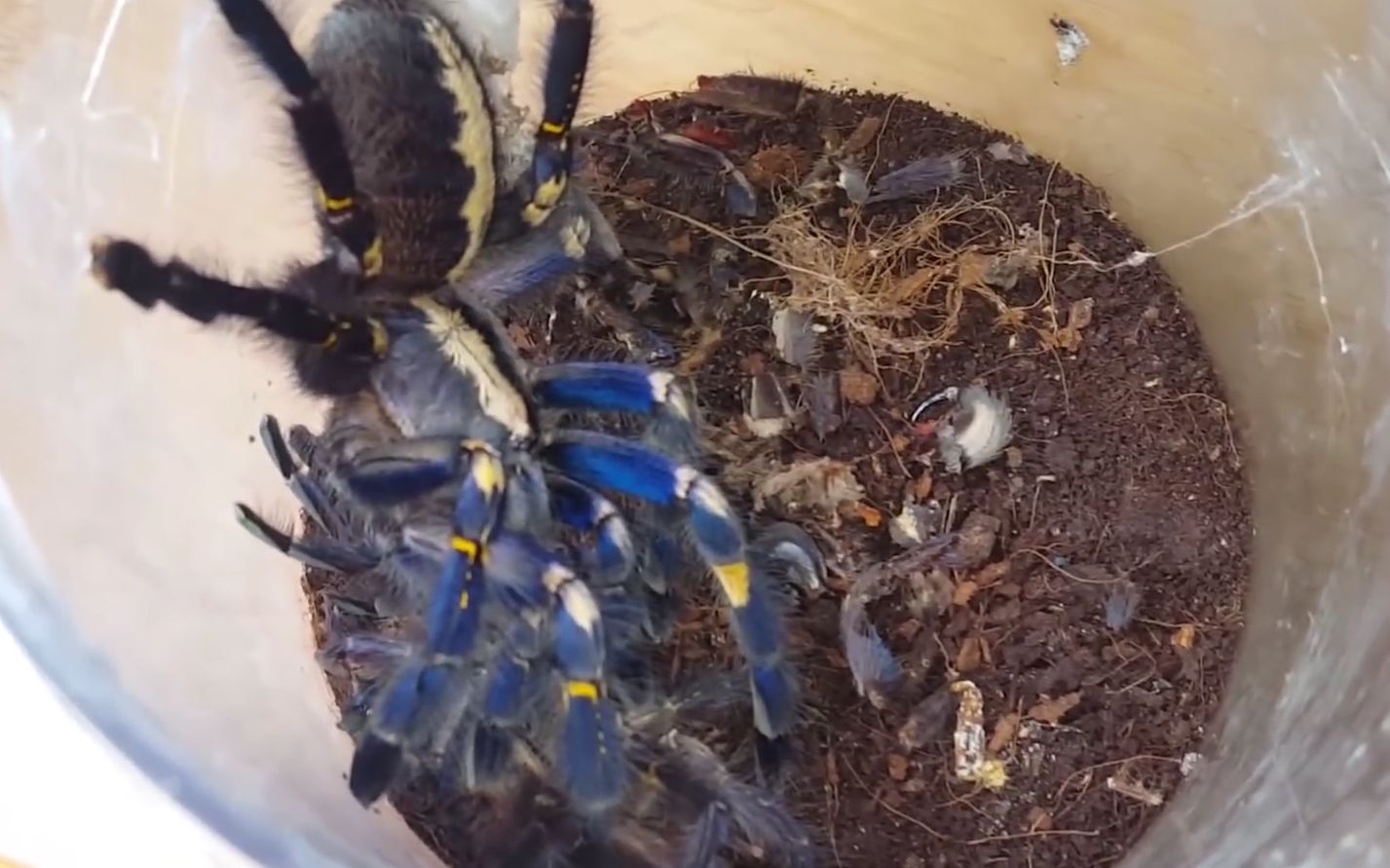 蓝宝石捕鸟蛛交配记你是说蓝色吗不可能的