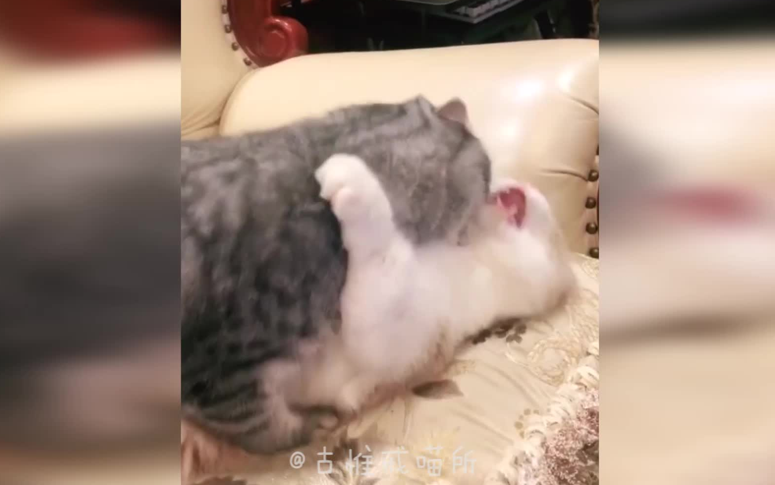 猫:今天晚上我就要把你弄的喵喵叫~哔哩哔哩bilibili