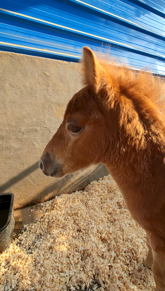 活动作品石老师教你撸小奶马
