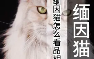 Tải video: 缅因猫怎么看品相？（5599）