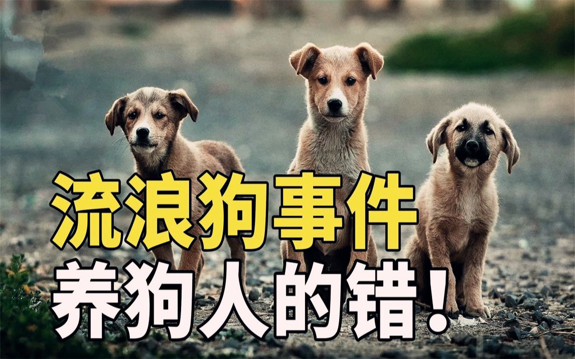 流浪狗事件,就是整个中国为养狗人士擦屁股,但是他们还不领情!
