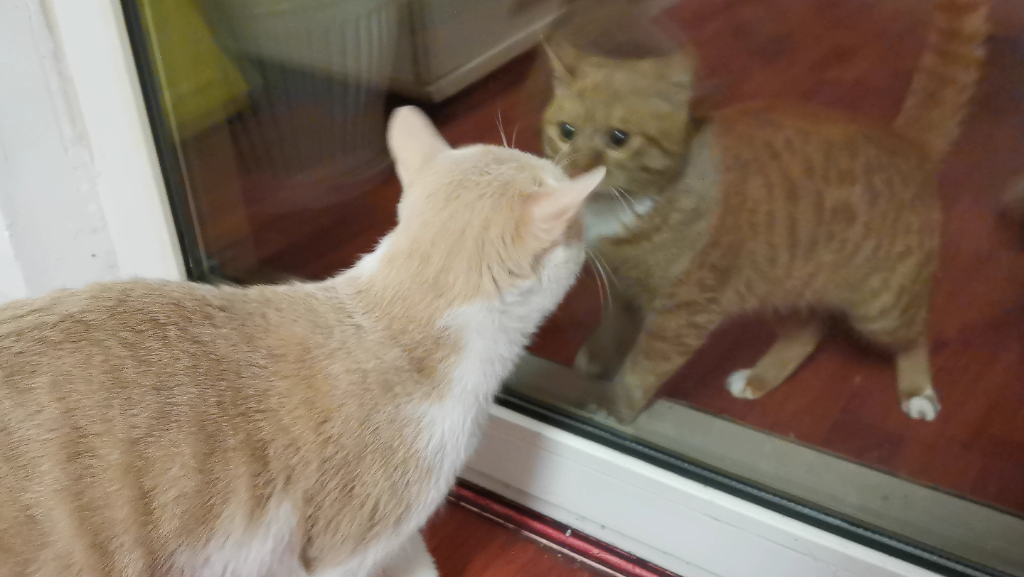 家里新来了一只猫,两只隔着玻璃对视
