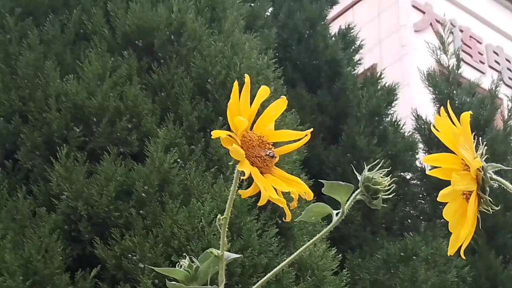 [图]蜂蛾飞，舞翩跹