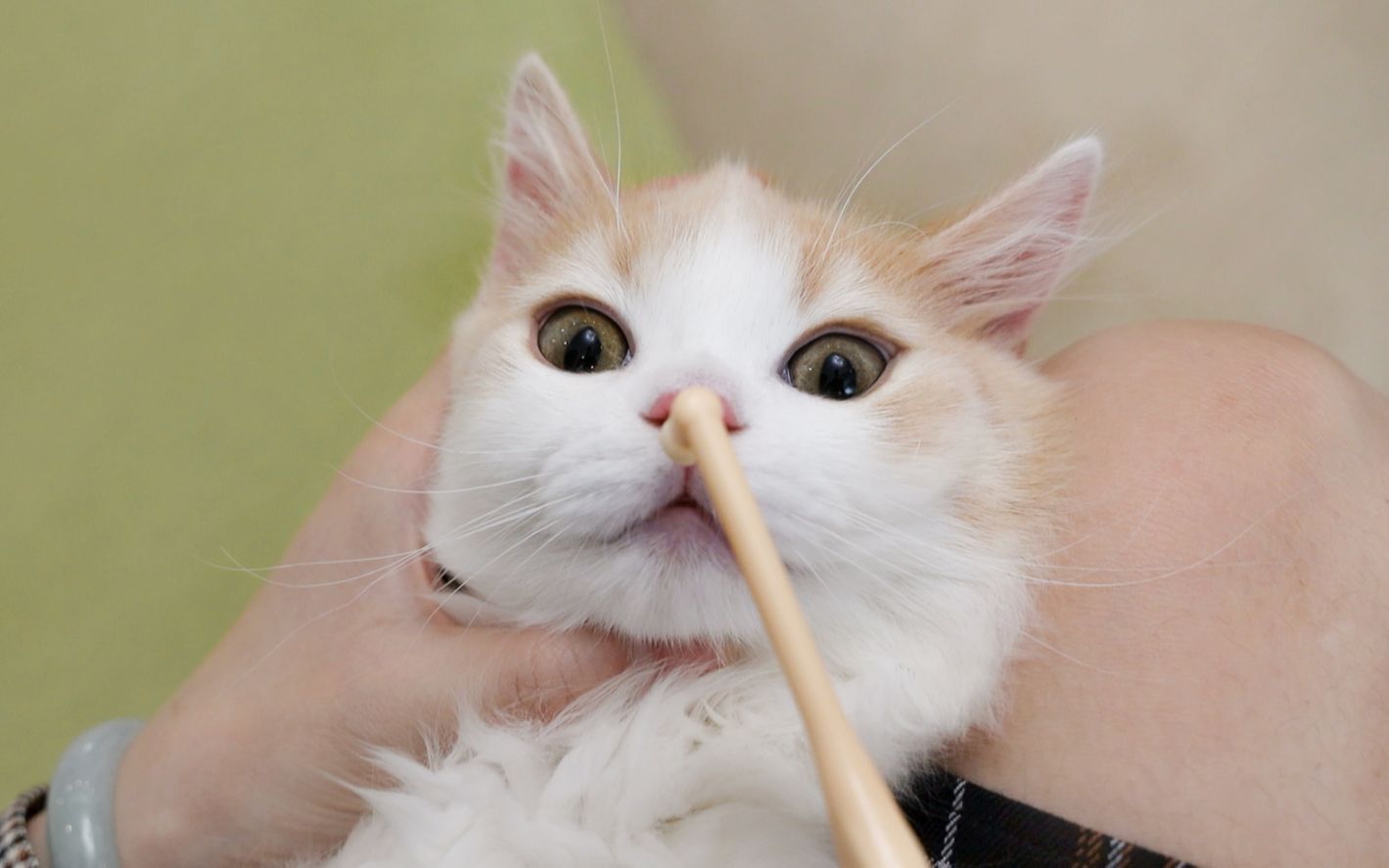 短腿小猫咪刷牙初体验,新牙刷直接报废,牙膏不够吃.