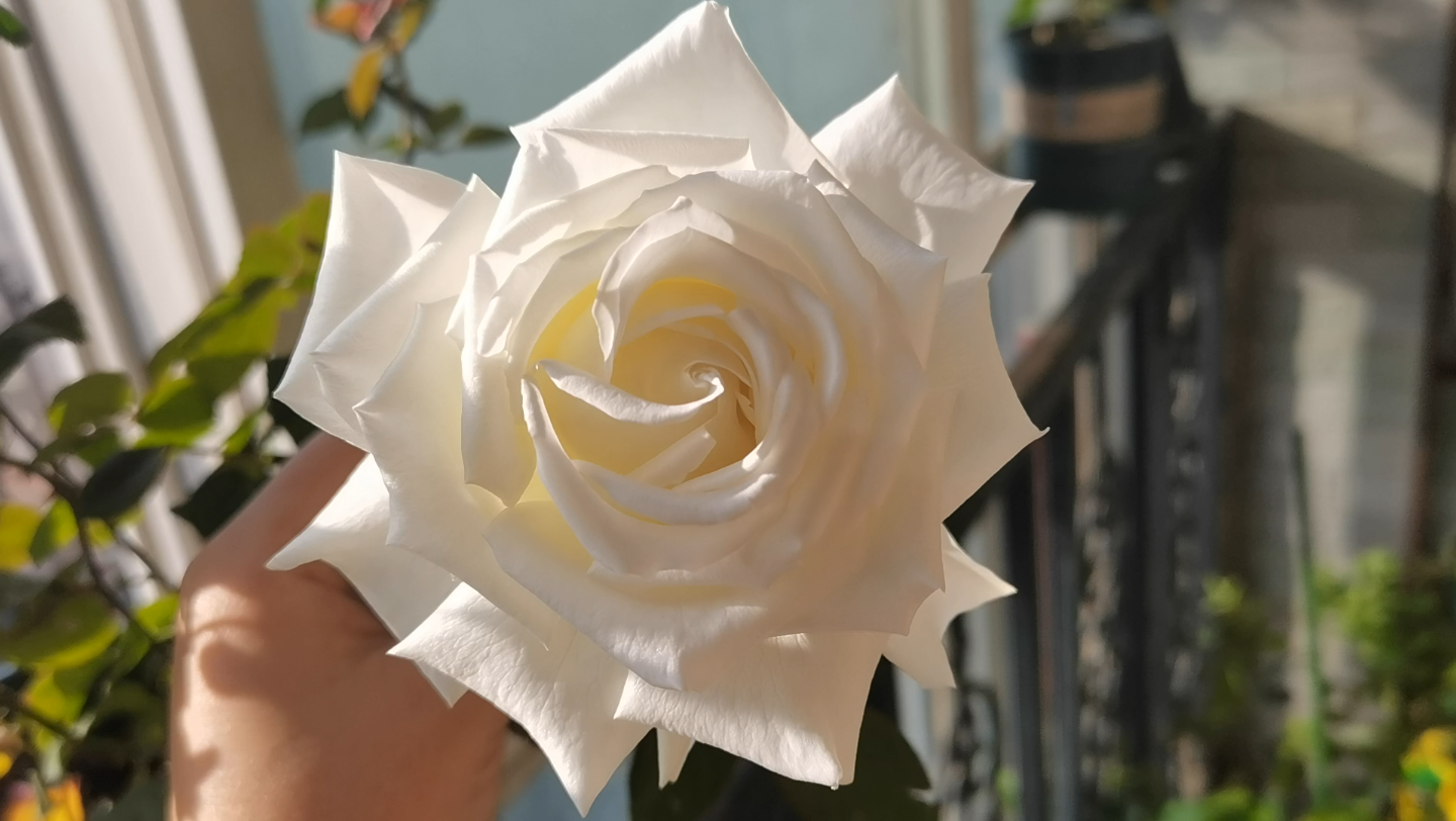 【月季—保罗二世】初花～