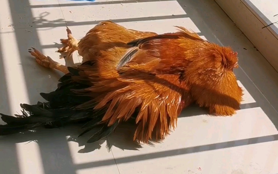 傻鸡晒太阳合集,中间会出现蝉鸣声,注意调小音量_哔哩哔哩 (゜-゜)つ