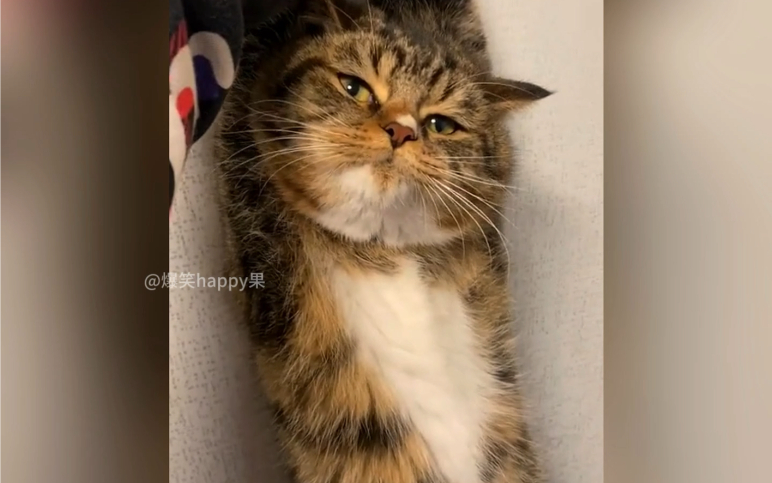 猫咪 #10斤的猫9斤的反骨 #搞笑#萌宠 #猫咪的迷惑行为
