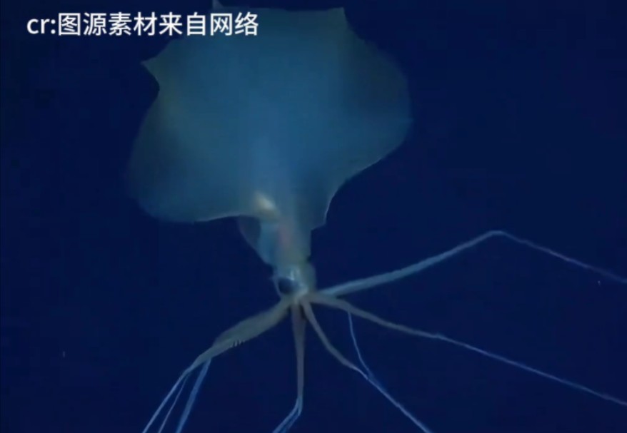 深海的大鳍鱿鱼,2020年才被发现!