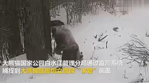 自由幸福的野生大熊猫 21甘肃白水江 哔哩哔哩 Bilibili 自由幸福的野生大熊猫 21甘肃白水江 哔哩哔哩 Bilibili