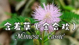 粉扑花香水合欢 哔哩哔哩 Bilibili