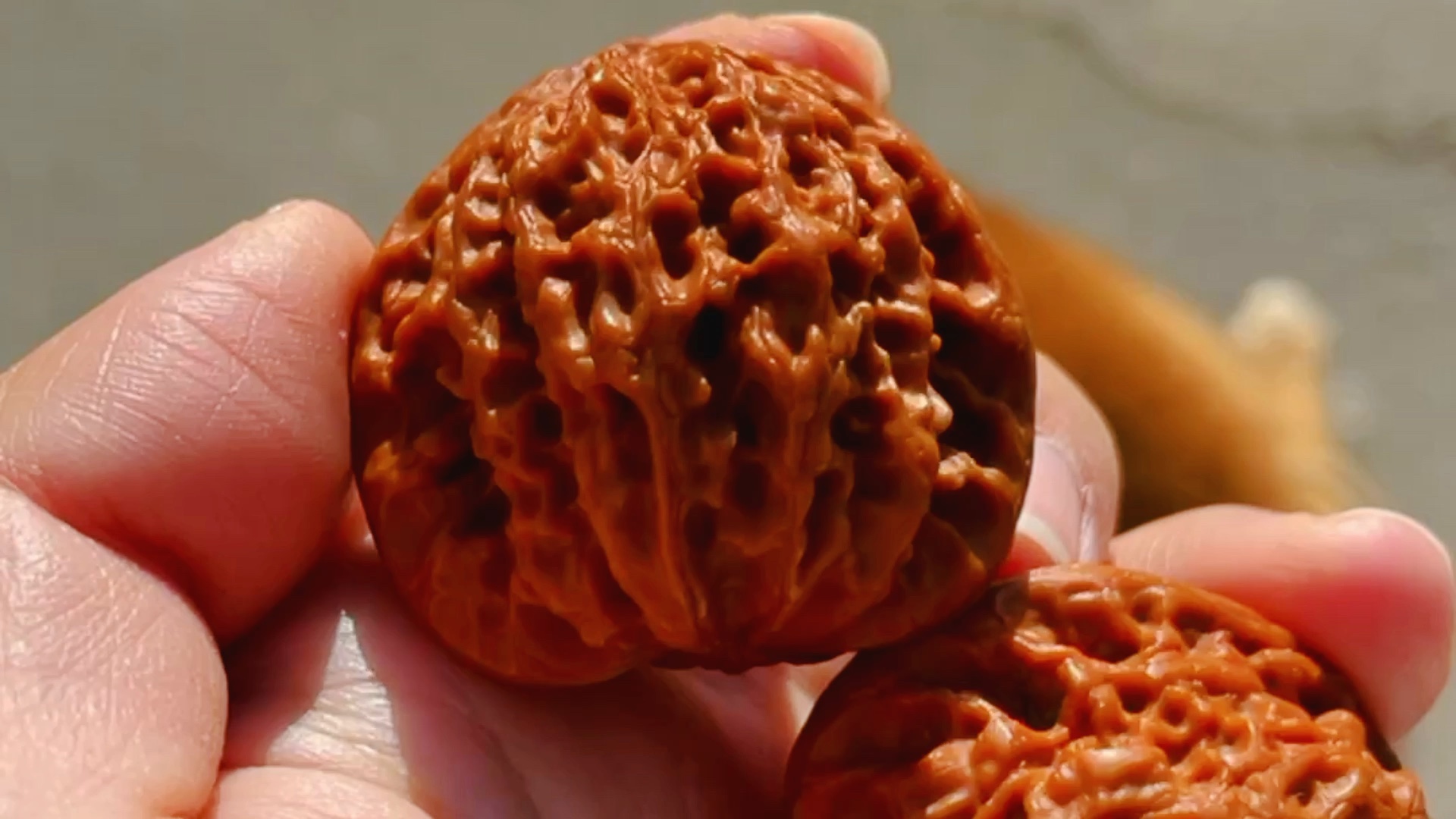 小众核桃 野生虎头王