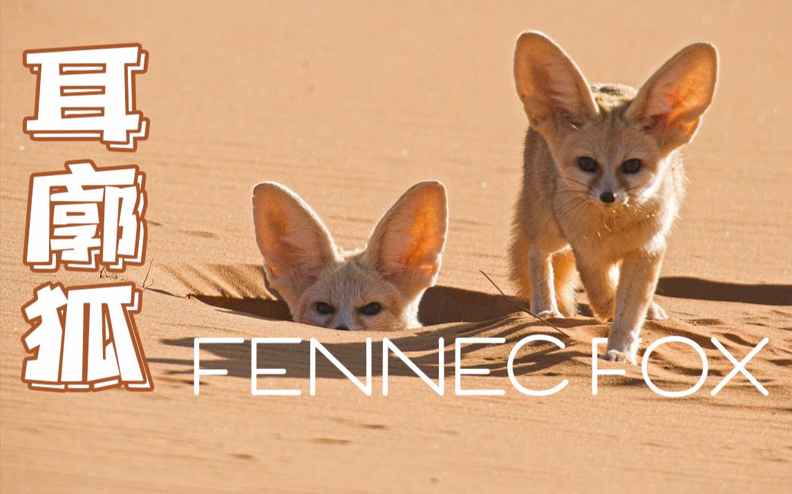 bbc纪录片:生活在撒哈拉沙漠,最小犬科动物耳廓狐