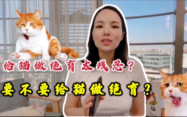 给猫做绝育太残忍?要不要给猫做绝育?哔哩哔哩bilibili