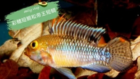 短鲷 彩虹帝王 一脸小雀斑 第一次养短鲷没有了解注意事项 买来的鱼带黑菌斑 新手要引以为戒 哔哩哔哩