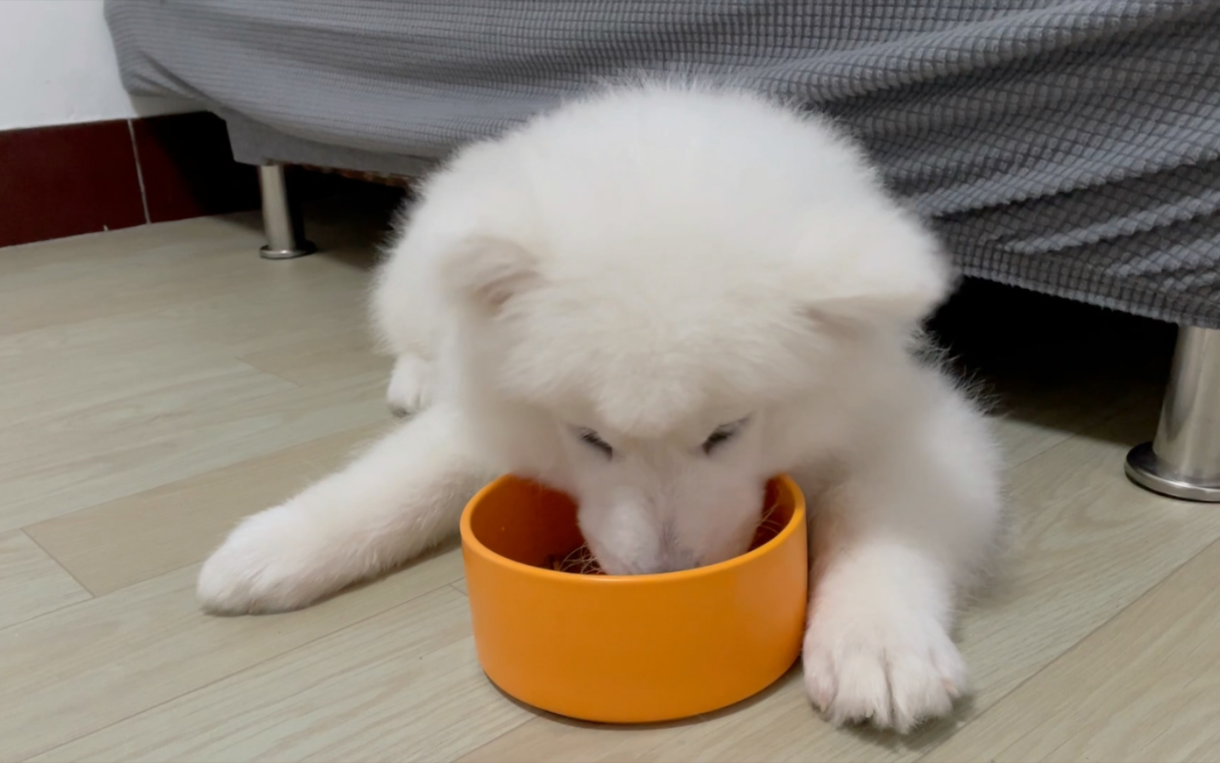 【萨摩耶】懒狗吃饭