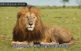 罗帕和欧巴雄狮活到16岁的传奇雄狮,雄狮后代众多,无悔一生