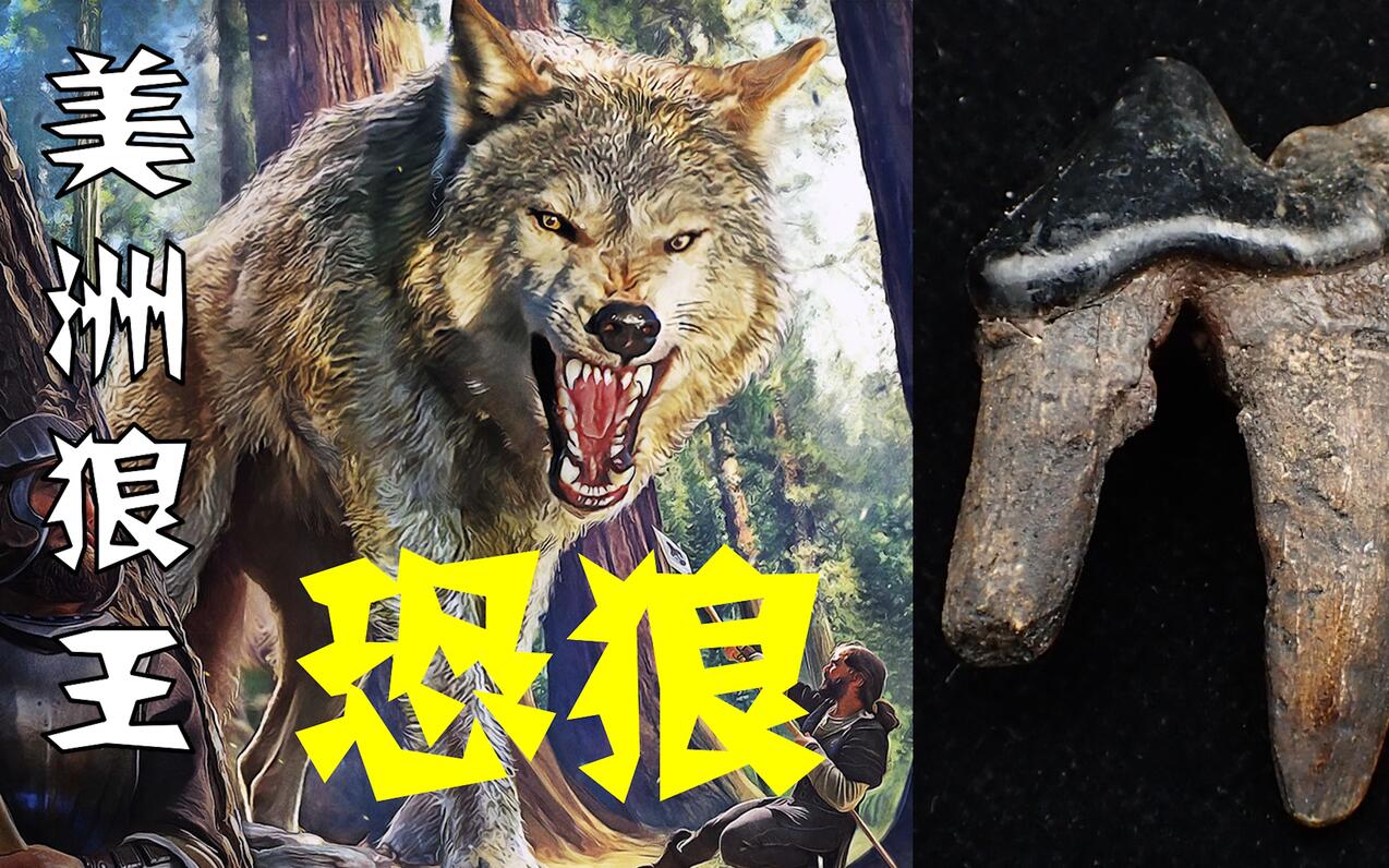 新世界最后的古狼血脉,更新世美洲狼王-恐狼 - 哔哩哔哩