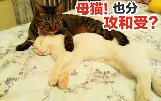 猫豆豆_ 搜索结果_哔哩哔哩_Bilibili
