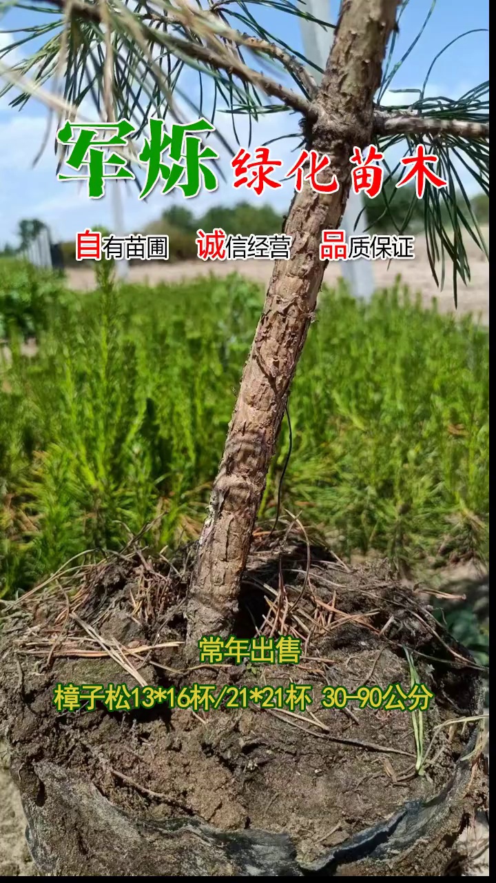 常年出售樟子松,樟子松杯苗,樟子裸根苗 1米樟子松苗,2米樟子松苗,3米