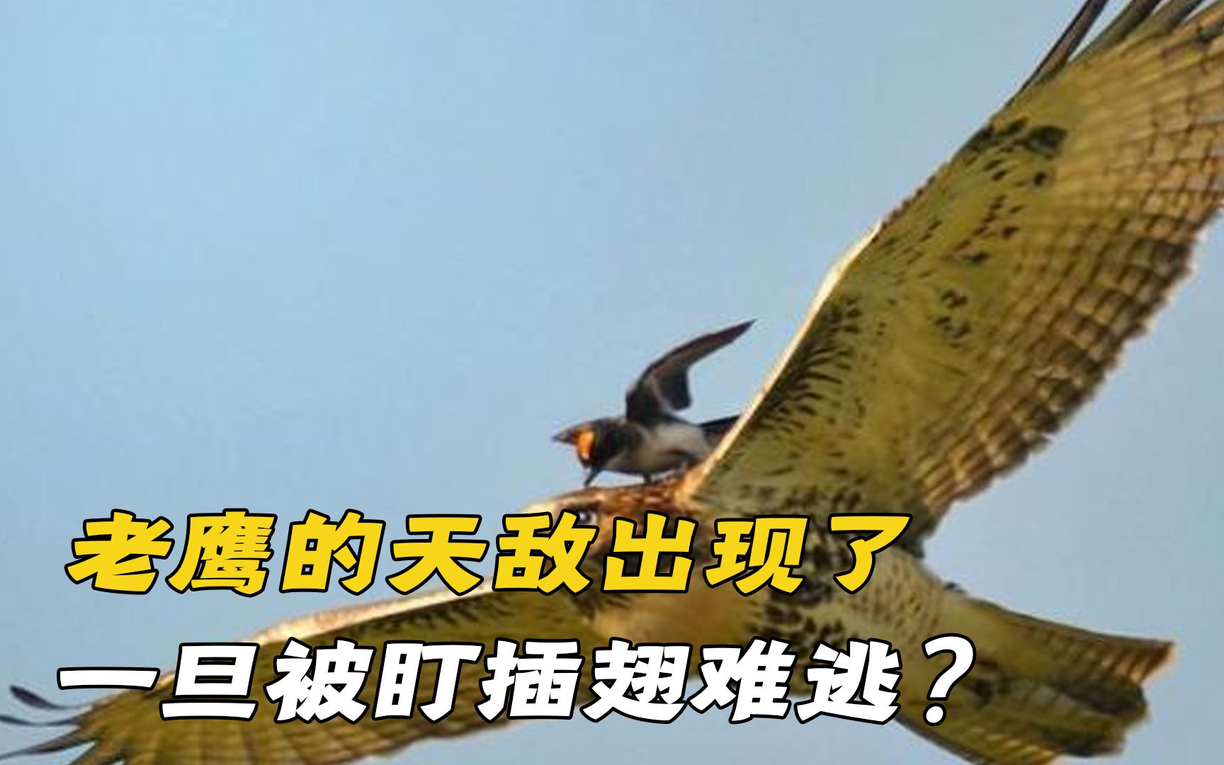 老鹰的天敌出现了!体型小5倍的它,老鹰见到拔腿就跑