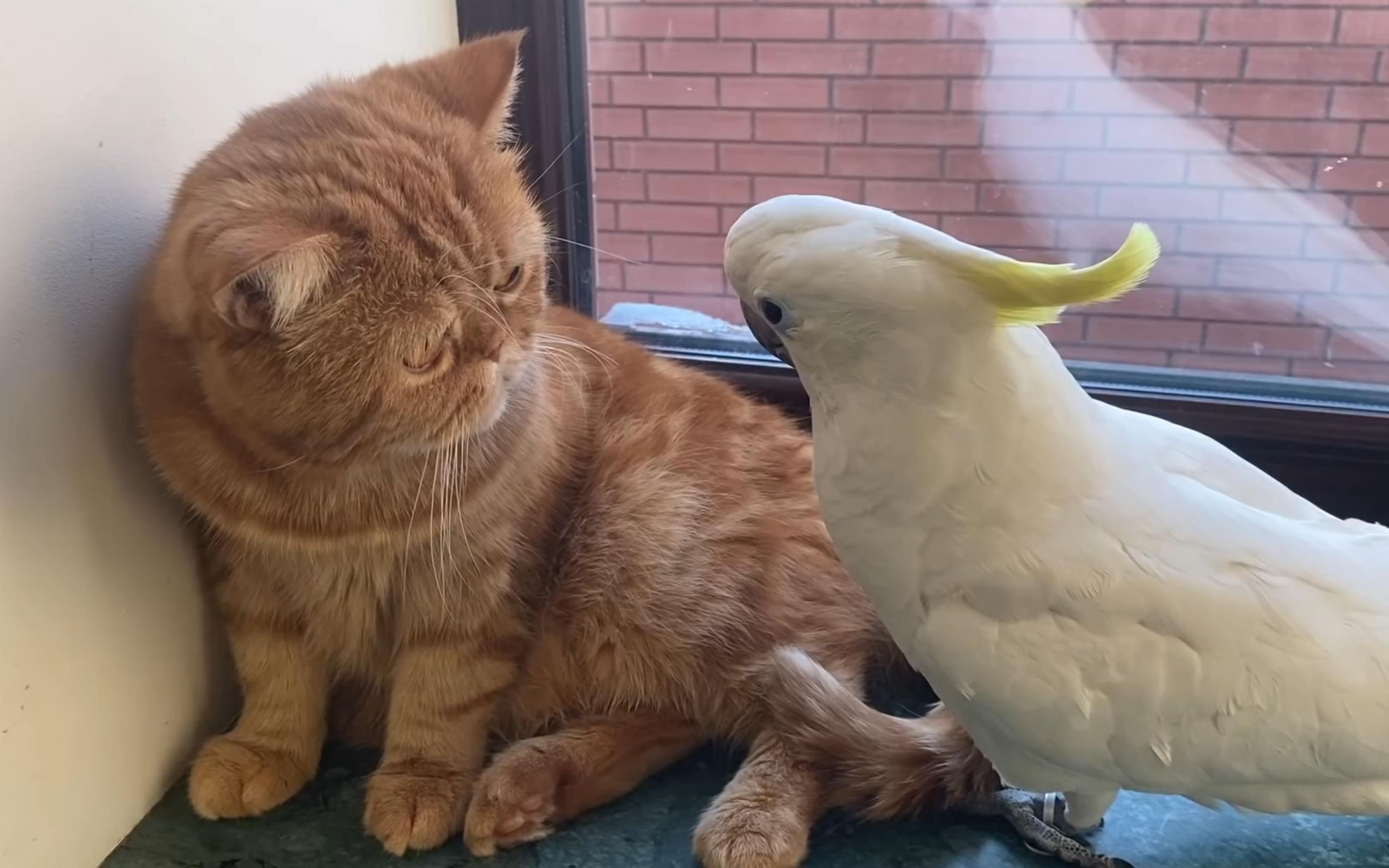 猫被鹦鹉欺负了,呜呜呜.