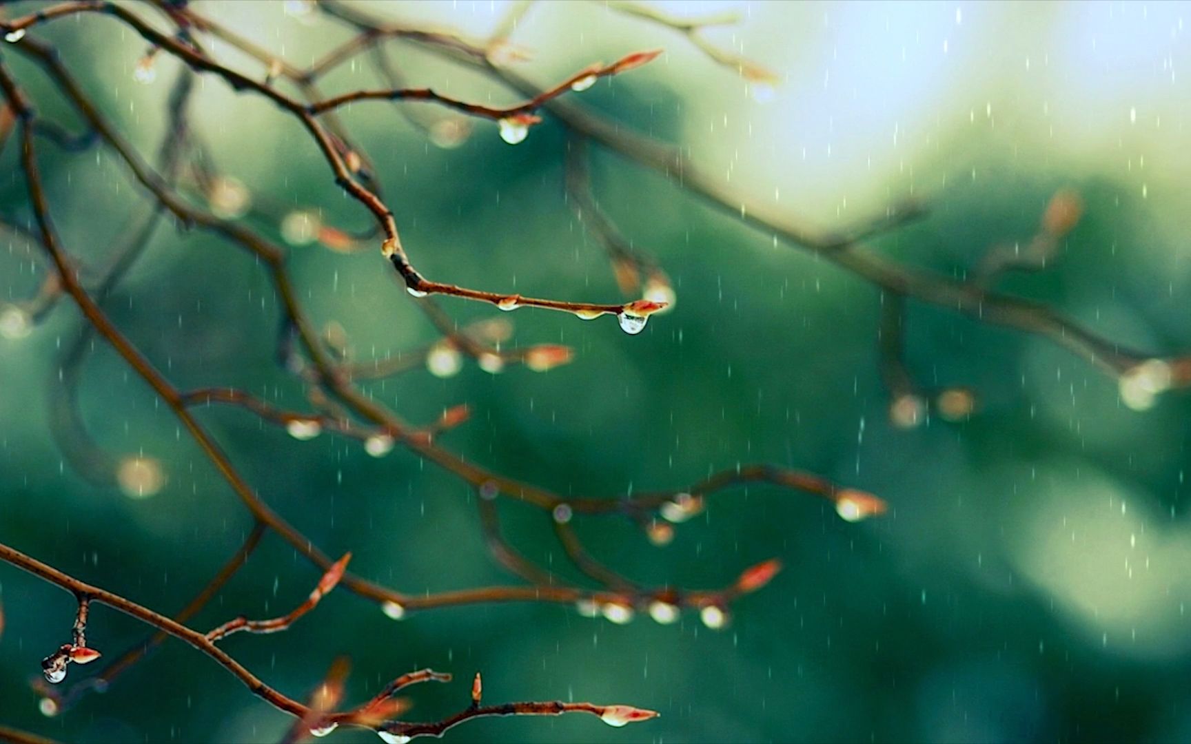 舞蹈《且吟春雨》音乐视频背景画面