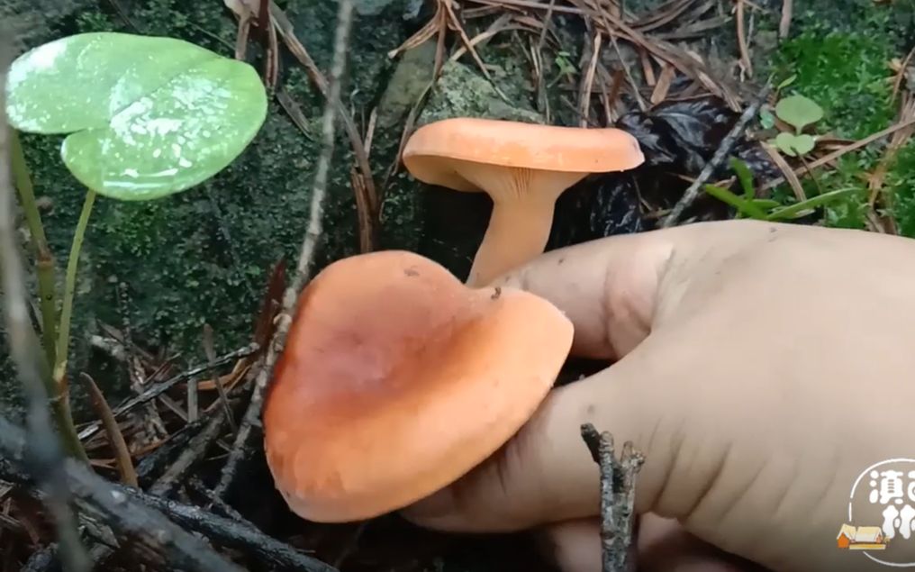 大雨过后松树林长各种各样的毒蘑菇你认识几种呢听他怎么说的