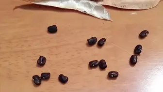 种子像地雷花的花 粉豆花 哔哩哔哩 Bilibili