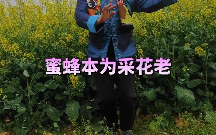 [图]春日VLOG油菜花伴舞。抖音热门歌曲山歌变身挑战BGM《弥渡山歌》，改编版致敬崇阳经典提琴戏《双合莲》