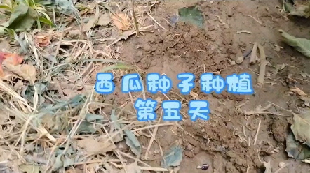 西瓜种子种植第五天哔哩哔哩bilibili