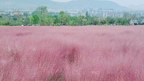 微风吹来 一片花海 景色很美 看时与拍时 相差很远 属于秋天的浪漫 哔哩哔哩