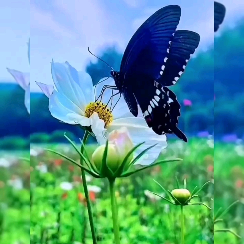 美丽的蝴蝶翩翩起舞