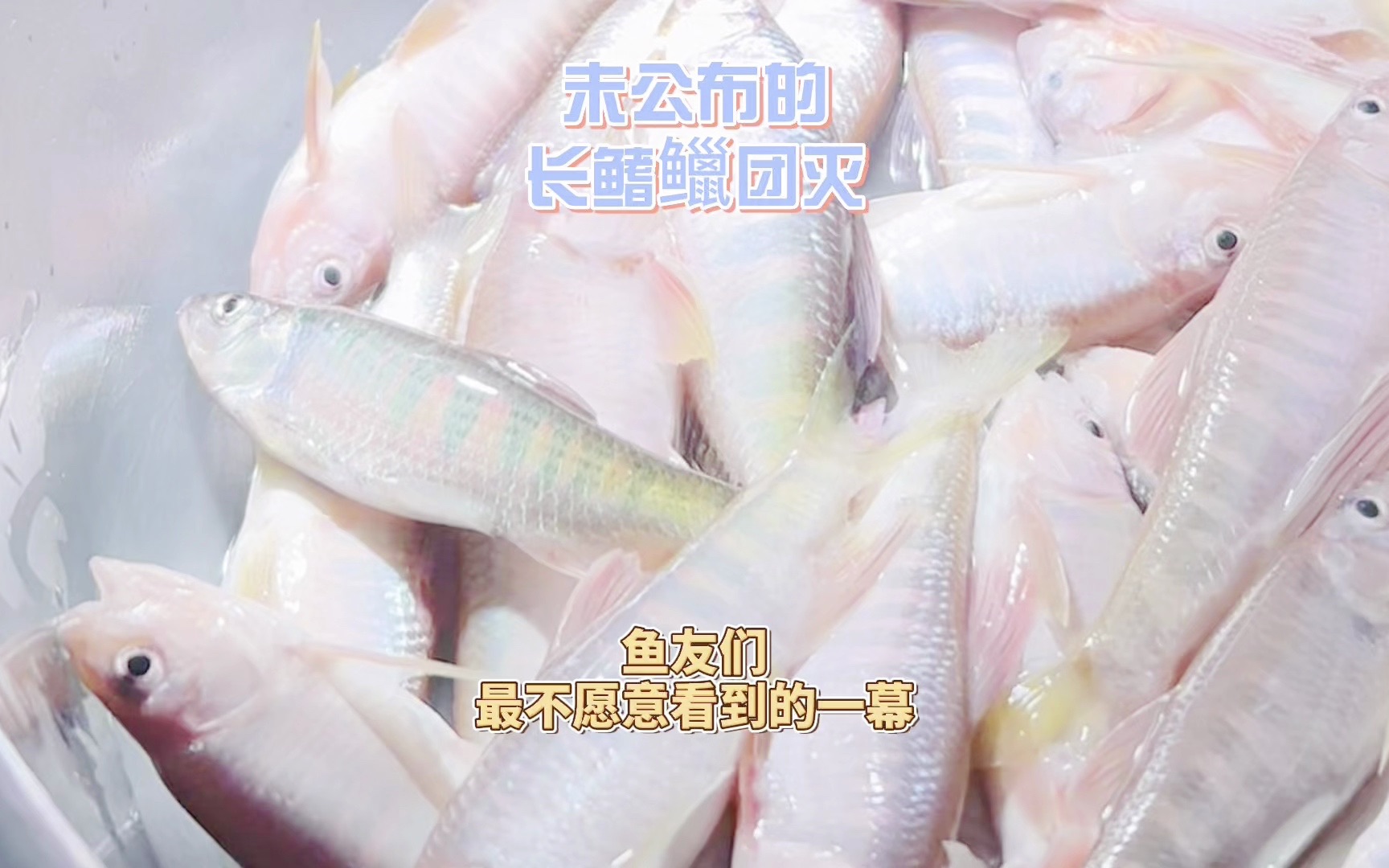 长鳍𫚭团灭-豆鱼路亚-豆爸先生-豆鱼路亚-豆爸先生-哔哩哔哩视频