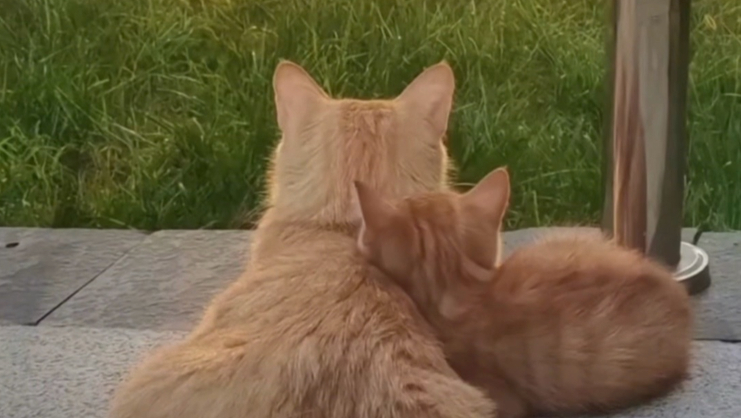 无论在哪个动物界，妈妈都是神一般的存在